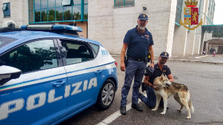 Ritrovato a Ancona il cane rubato a Bologna: il ruolo decisivo di Facebook